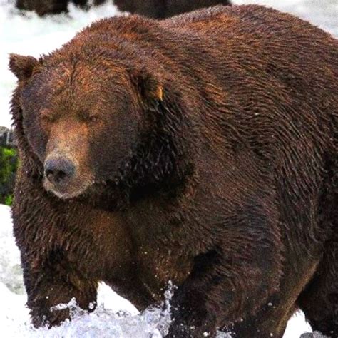 the biggest bear in history|Discover the Biggest Bear in the World: Facts, Records, and .